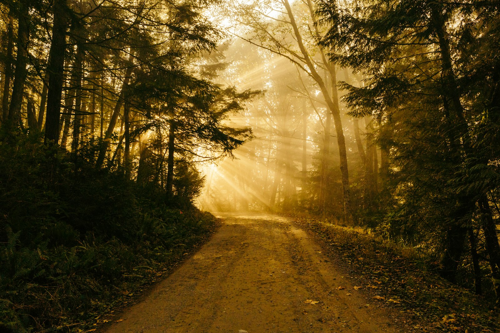 Sonnenstrahlen fallen durch Nebel auf einen Waldweg